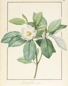 Magnolia Glauca